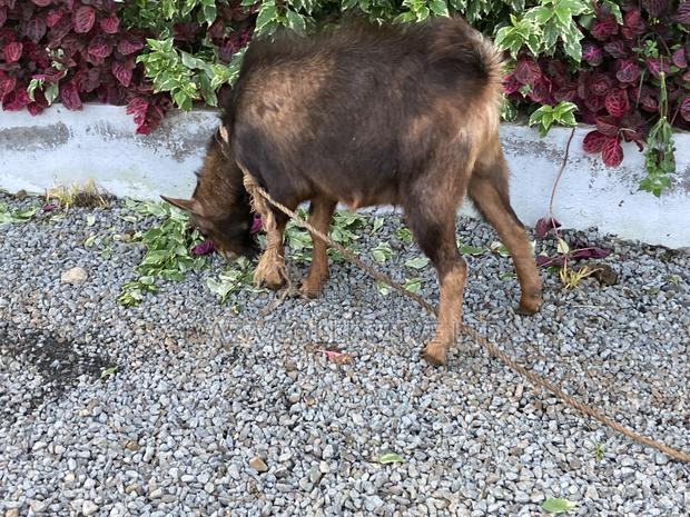 Pedigree German Alpine Goats - thumbnail 6