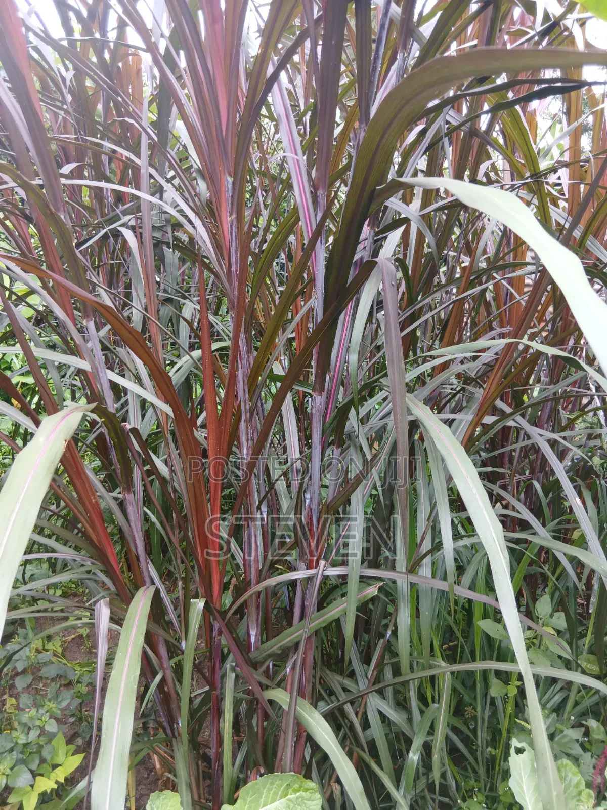 Australian Red Nappier