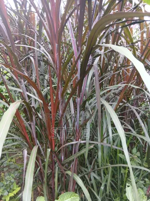 Australian Red Nappier