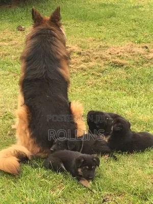 1-3 months Male Purebred German Shepherd
