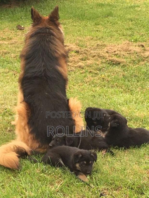 1-3 months Male Purebred German Shepherd