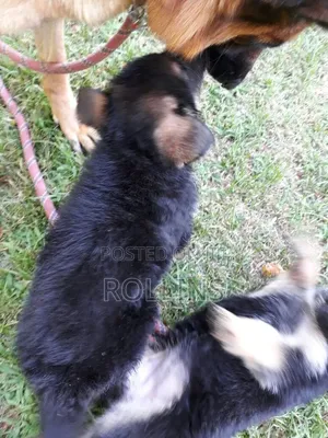 1-3 months Male Purebred German Shepherd