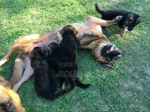 1-3 months Male Purebred German Shepherd