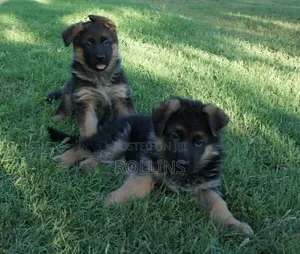 1-3 months Female Purebred German Shepherd