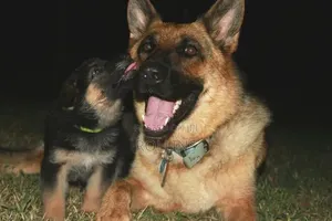 1-3 months Female Purebred German Shepherd