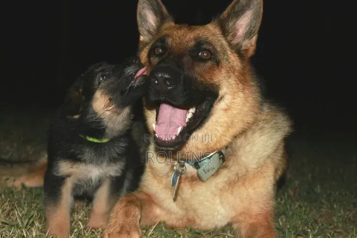 1-3 months Female Purebred German Shepherd