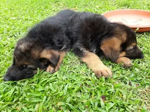 1-3 months Female Purebred German Shepherd