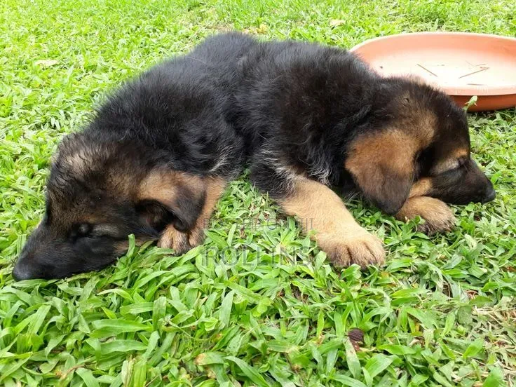 1-3 months Female Purebred German Shepherd