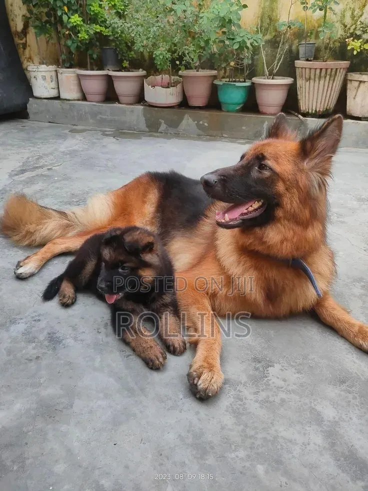 1-3 months Female Purebred German Shepherd