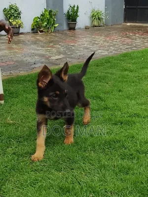 1-3 months Female Purebred German Shepherd
