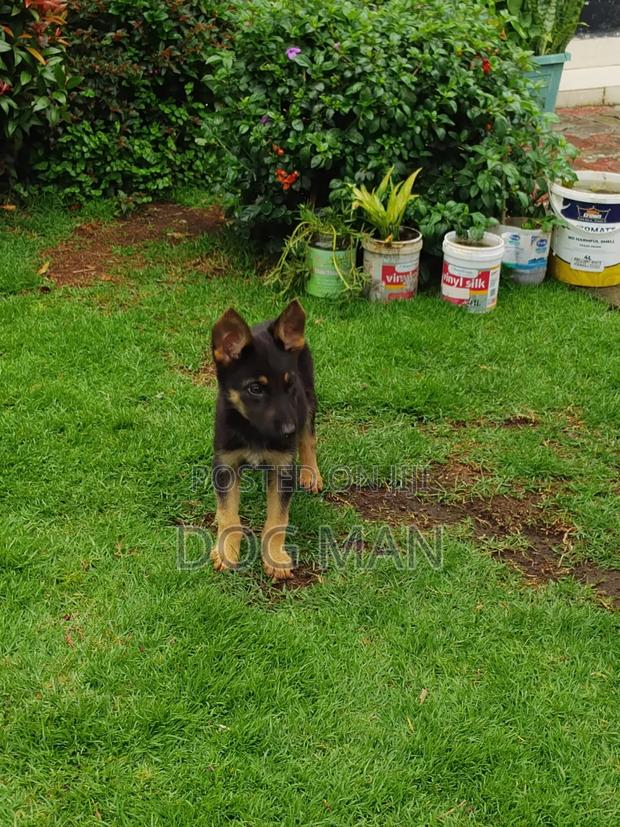 1-3 months Female Purebred German Shepherd - thumbnail 2