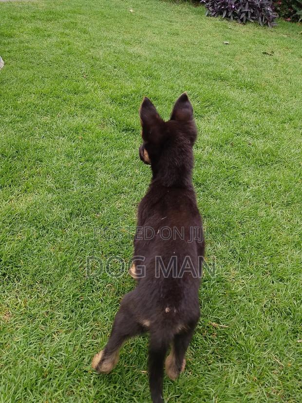 1-3 months Female Purebred German Shepherd - thumbnail 3