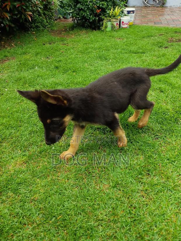 1-3 months Female Purebred German Shepherd - thumbnail 4