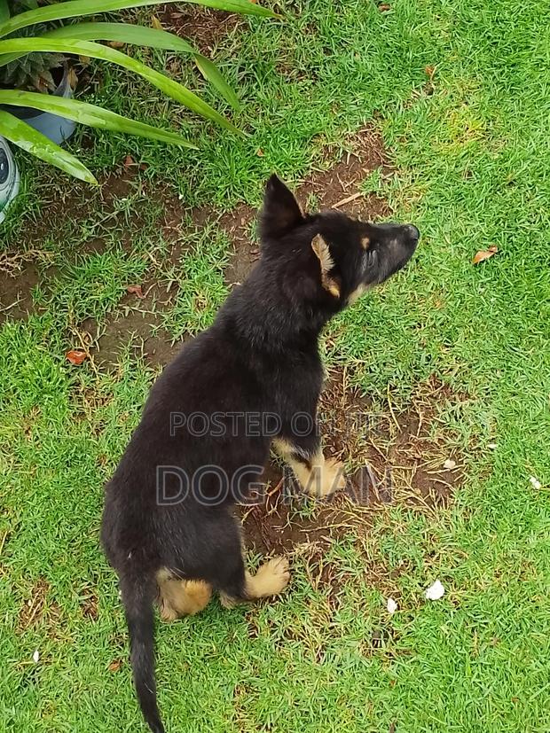 1-3 months Female Purebred German Shepherd - thumbnail 5