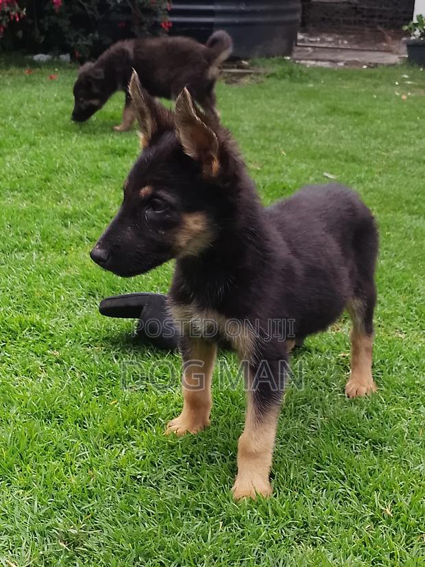 1-3 months Female Purebred German Shepherd - thumbnail 6