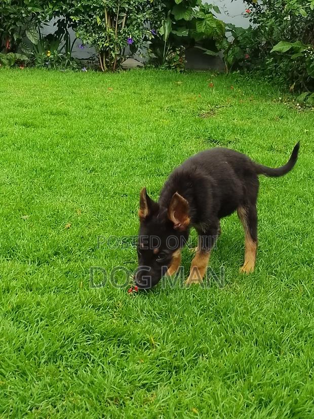 1-3 months Female Purebred German Shepherd - thumbnail 8