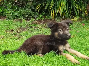 1-3 months Female Purebred German Shepherd