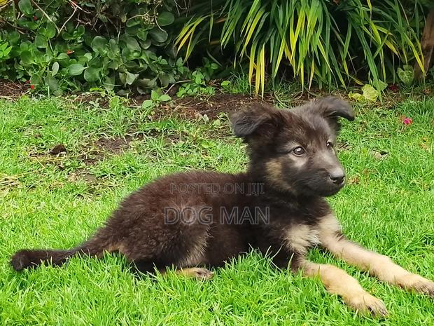 1-3 months Female Purebred German Shepherd