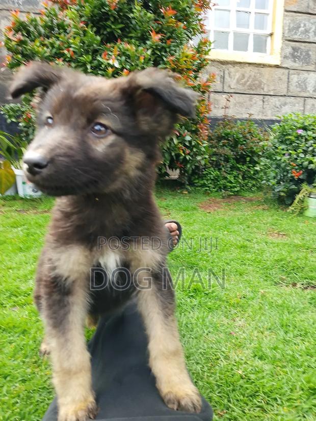 1-3 months Female Purebred German Shepherd - thumbnail 2