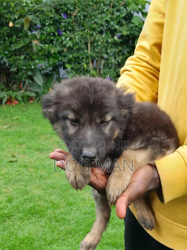 1-3 months Female Purebred German Shepherd - thumbnail 3