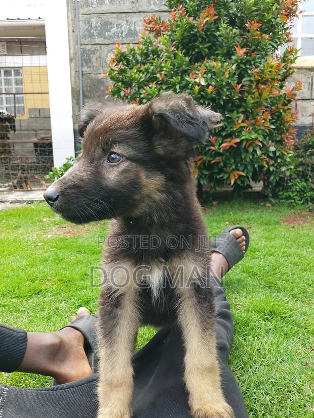 1-3 months Female Purebred German Shepherd - thumbnail 4