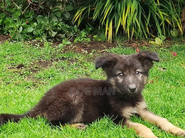 1-3 months Female Purebred German Shepherd - thumbnail 6