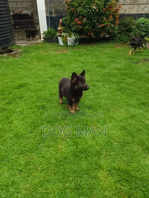 1-3 months Male Purebred German Shepherd