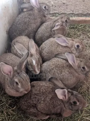 Hybrid Giant Breeds ( Flemish, Checkered) Pure Breeds