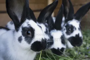 Hybrid Giant Breeds ( Flemish, Checkered) Pure Breeds