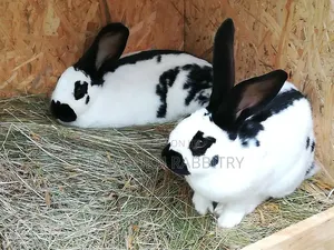 Hybrid Giant Breeds ( Flemish, Checkered) Pure Breeds