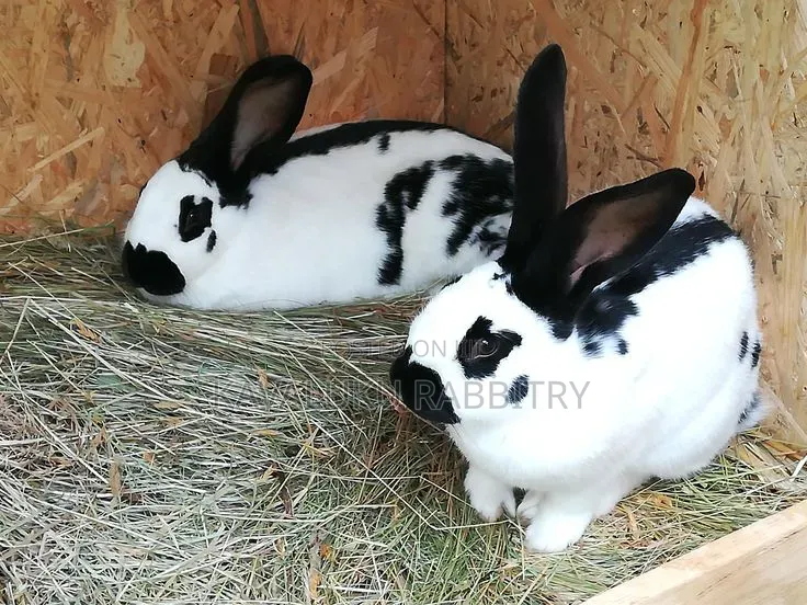 Hybrid Giant Breeds ( Flemish, Checkered) Pure Breeds