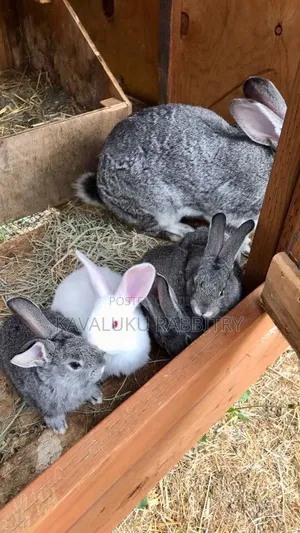 Dutch, Chinchilla