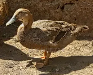 Rouen Ducks