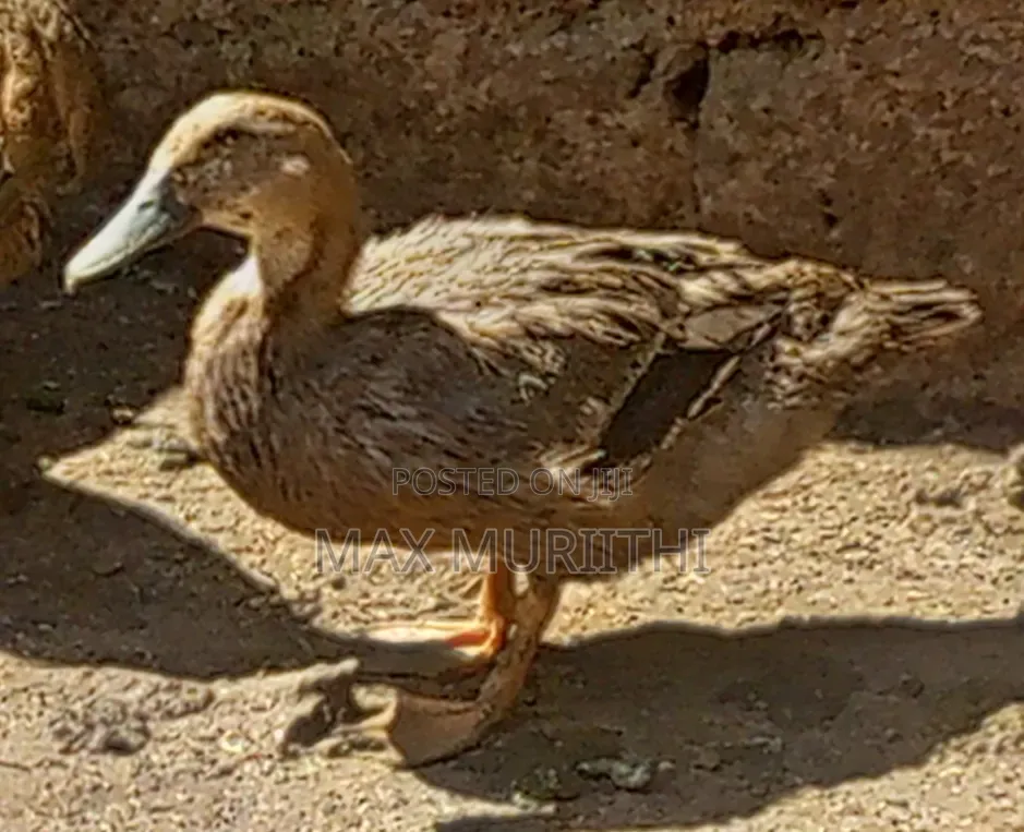 Rouen Ducks