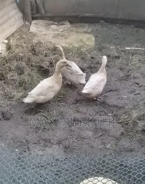Rouen Ducks