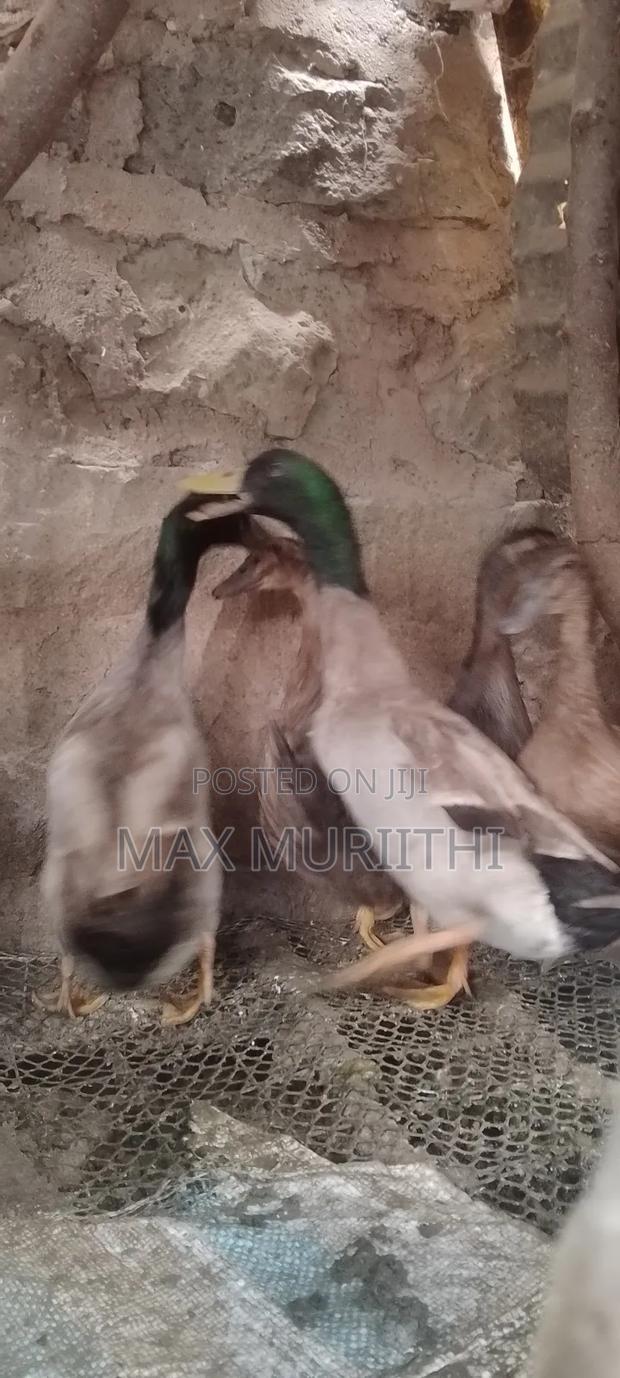 Rouen Ducks - thumbnail 5