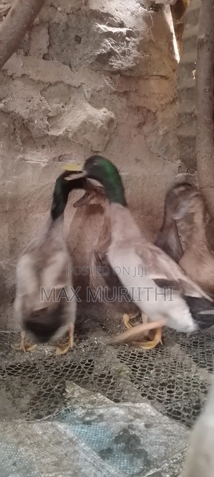 Rouen Ducks