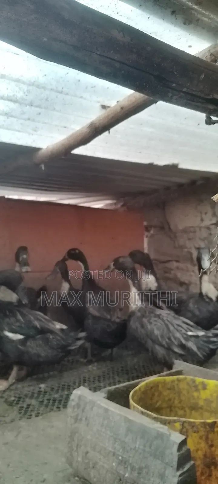 Rouen Ducks