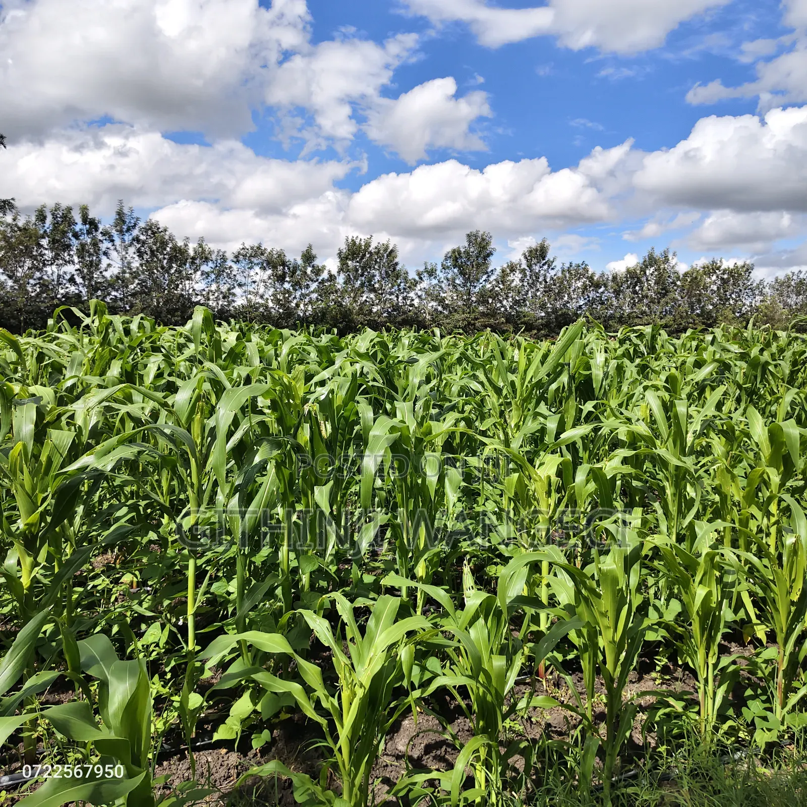 5 Acres Land for Sale in Kiserian Along Isinya Road