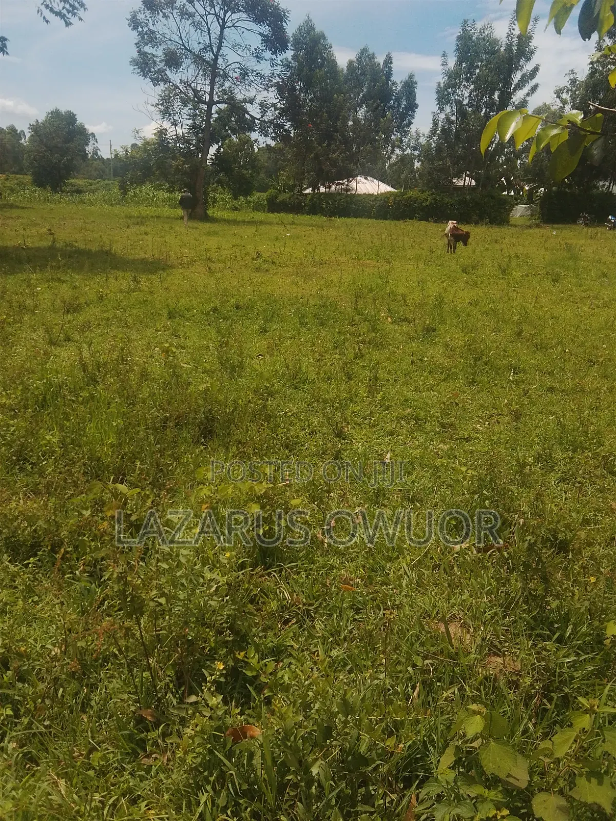 Land for Sale
