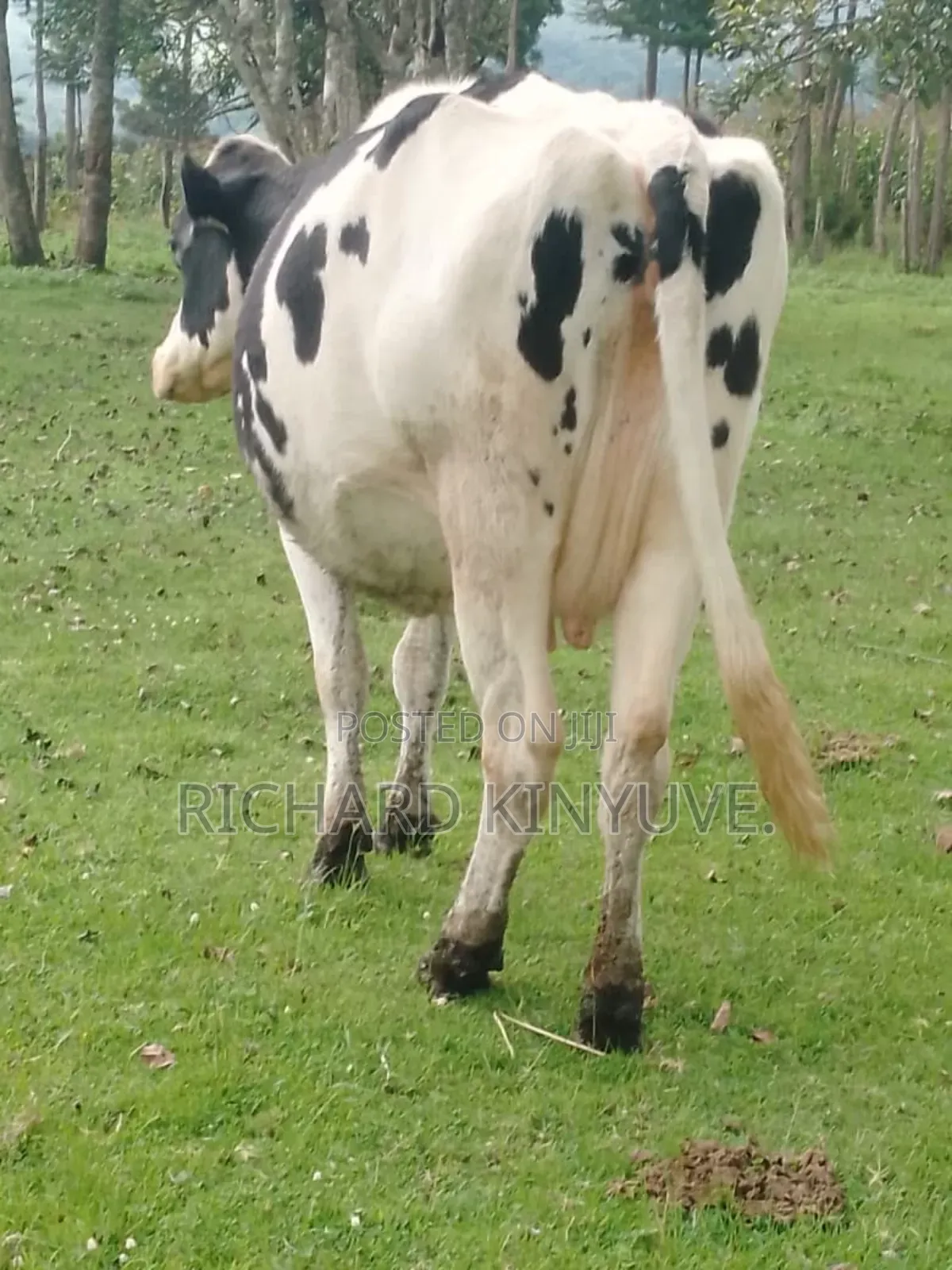 Holstein Giant 1st Calver for Sale