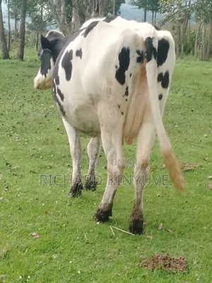 Holstein Giant 1st Calver for Sale