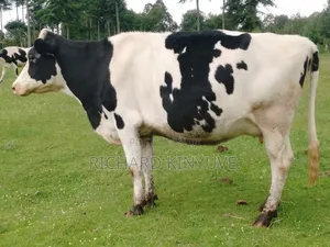 Holstein Giant 1st Calver for Sale