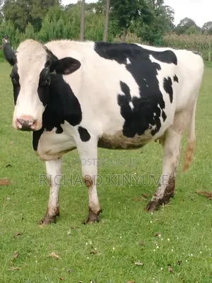 Holstein Giant 1st Calver for Sale