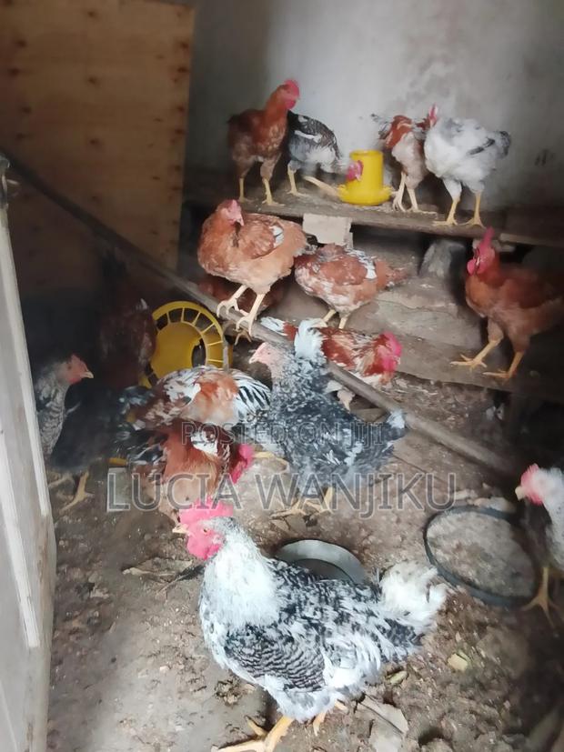 Chicken for Sale