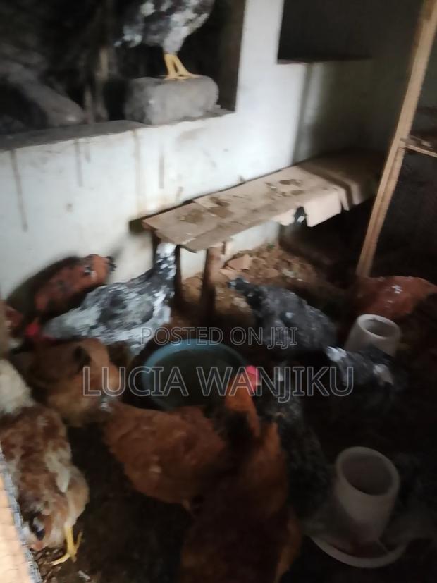 Chicken for Sale - thumbnail 2