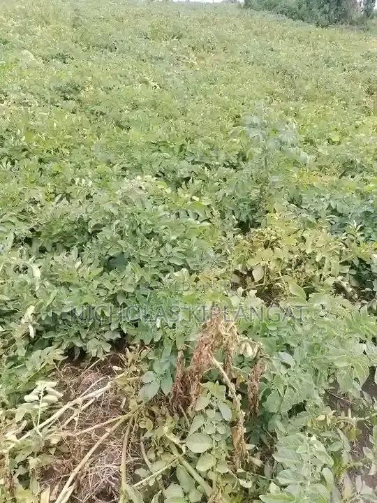 Agriculture Foods