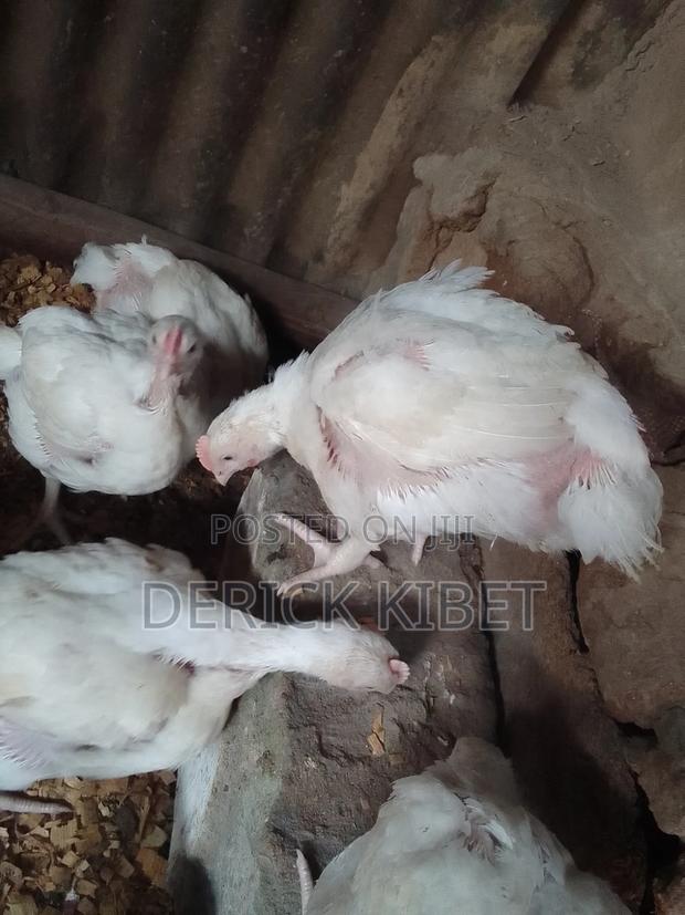 Broiler Chicken