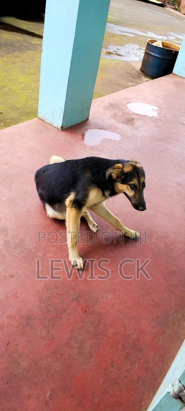 6-12 months Male Purebred German Shepherd