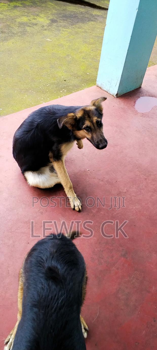 6-12 months Male Purebred German Shepherd - thumbnail 3